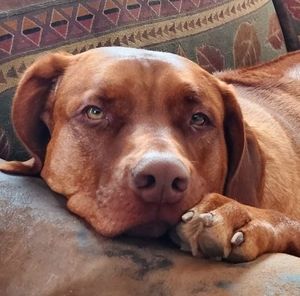 Meet your Posher, Dennis